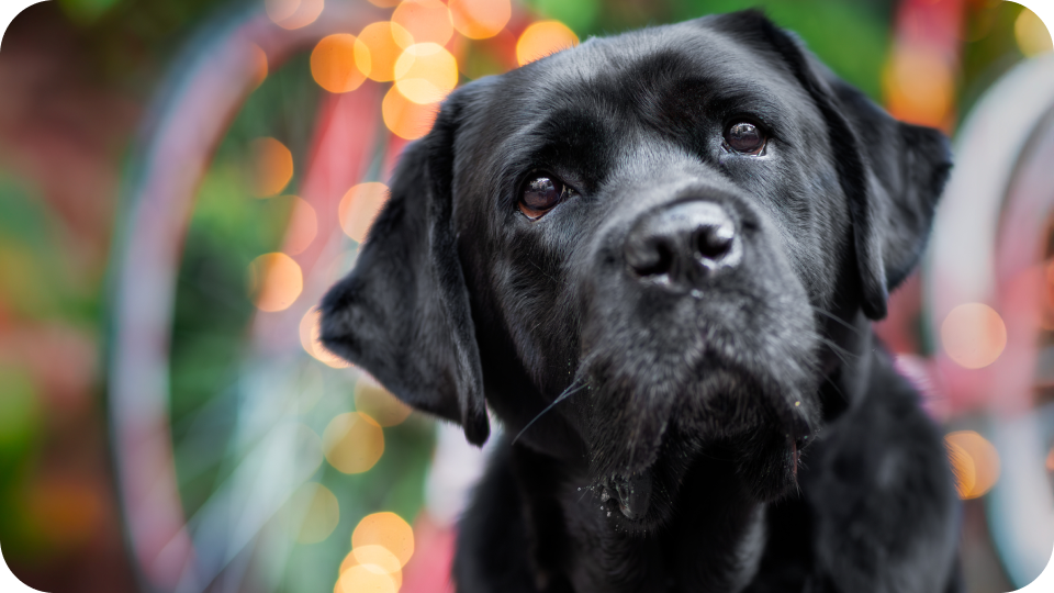 Pięknych i spokojnych Świąt od Labradorów!