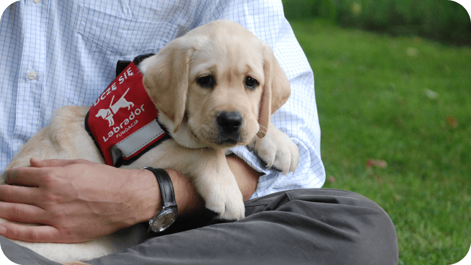 Pomóż wychować przyszłego psa asystującego