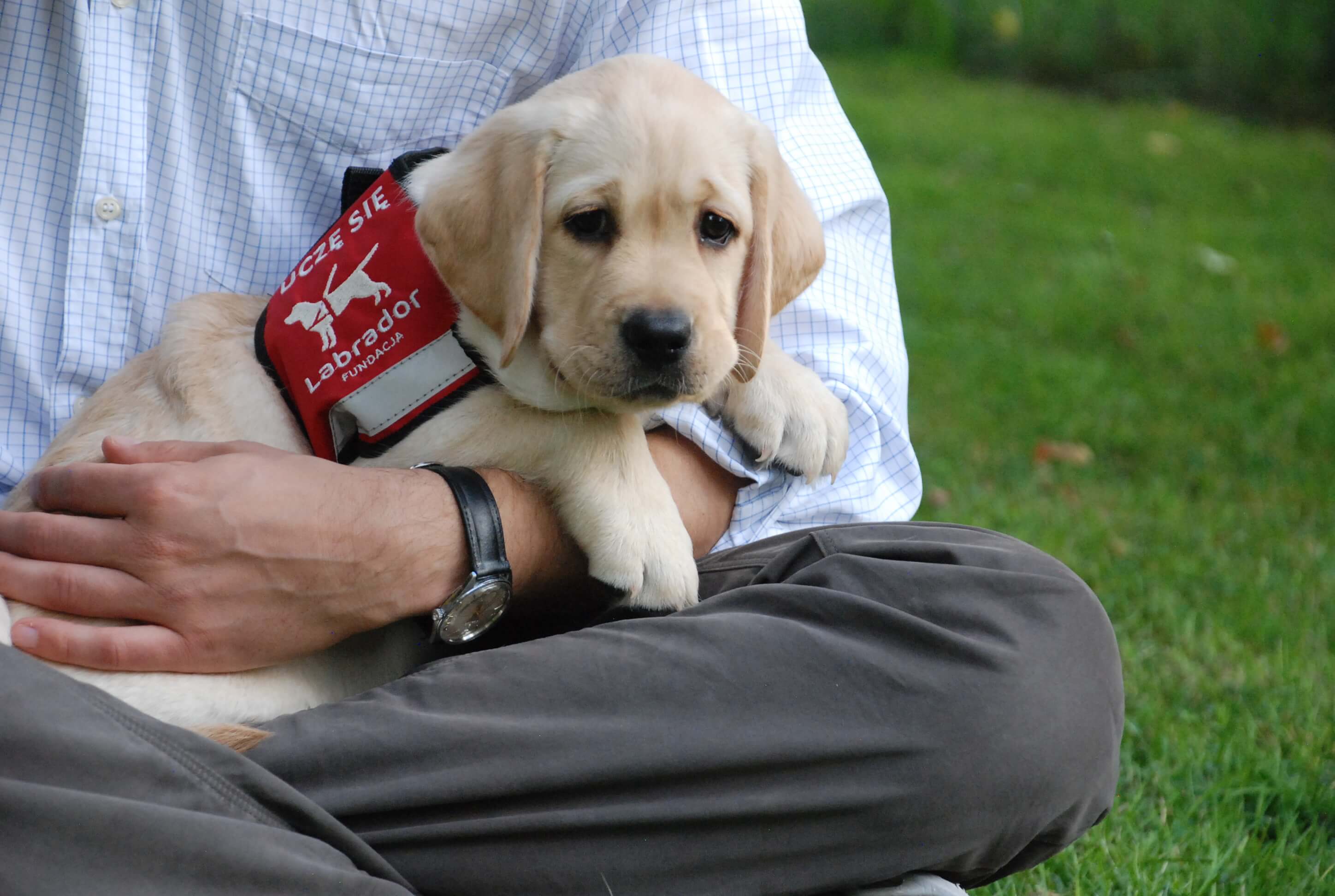 Na zdjęciu widać młodego szczeniaka labradora, który leży spokojnie w ramionach siedzącej osoby. Pies ma jasną, kremową sierść i uważne, spokojne spojrzenie. Na jego grzbiecie znajduje się czerwona kamizelka Fundacji Labrador z napisem „Uczę się”, która oznacza, że jest w trakcie szkolenia.