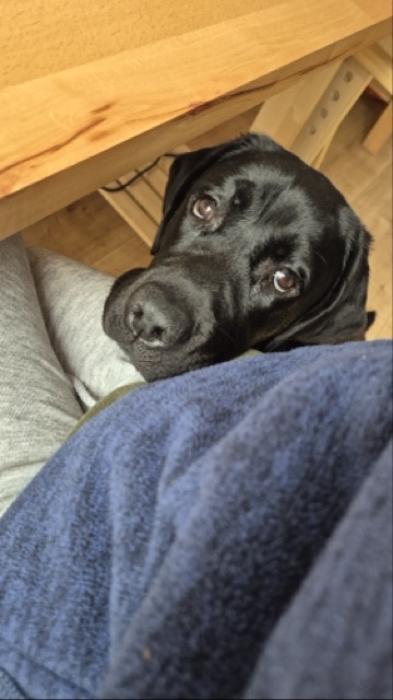 Czarny labrador zagląda spod drewnianego stołu, opierając pysk na kolanach siedzącej osoby. Pies patrzy w&nbsp;górę dużymi, brązowymi oczami. Zdjęcie przedstawia bliski kontakt psa z&nbsp;człowiekiem w&nbsp;domowym otoczeniu.