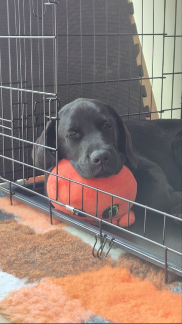 Czarny labrador odpoczywa w&nbsp;metalowej klatce kennelowej, opierając głowę na dużej, pomarańczowej pluszowej zabawce. Przed klatką leży miękki, pomarańczowy dywanik. Zdjęcie przedstawia psa korzystającego ze swojego miejsca do odpoczynku.
