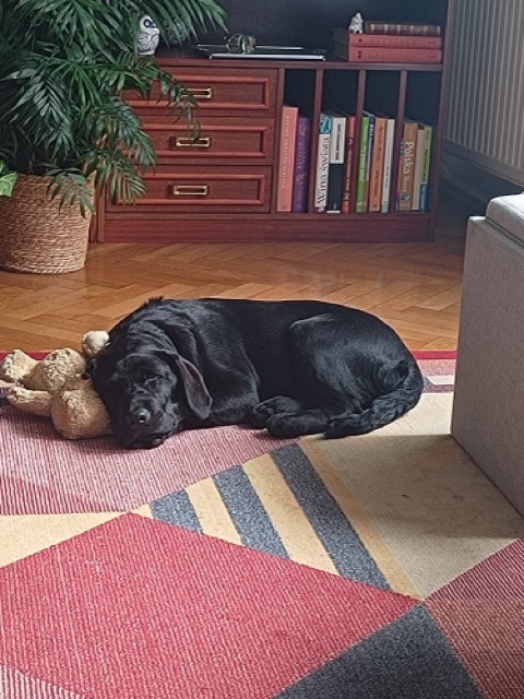 Czarny labrador retriever śpi zwinięty w&nbsp;kłębek na kolorowym dywanie w&nbsp;geometryczne wzory, opierając głowę o&nbsp;pluszowego misia. W&nbsp;tle widać drewnianą komodę z&nbsp;książkami, doniczkową palmę i&nbsp;fragment jasnej kanapy. Domowe, przytulne wnętrze.