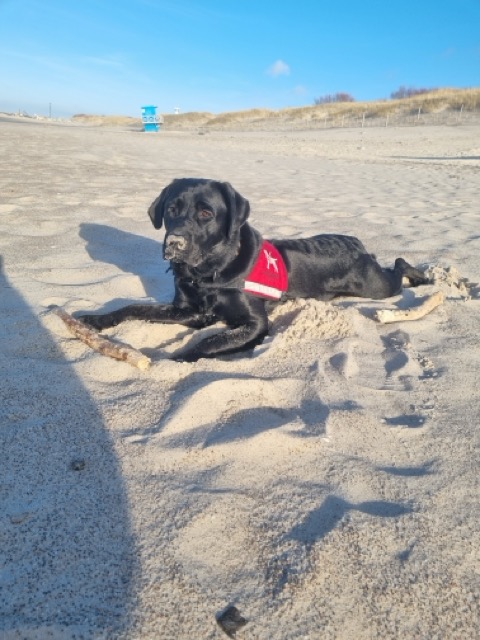 Czarny labrador retriever w&nbsp;czerwonej kamizelce Fundacji Labrador leży na piaszczystej plaży, trzymając między łapami duży patyk. W&nbsp;tle wydmy, błękitne niebo i&nbsp;wieża ratownicza. Słoneczny, zimowy lub wczesnowiosenny dzień.