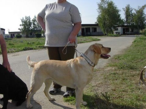 Wizyta na Słowacji - 15-18.08.2003 - ćwiczenia psów słowackich