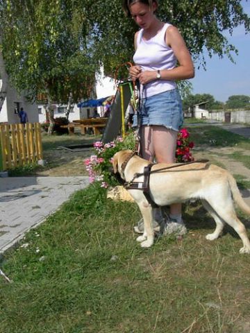 Wizyta na Słowacji - 15-18.08.2003 - ćwiczenia psów słowackich